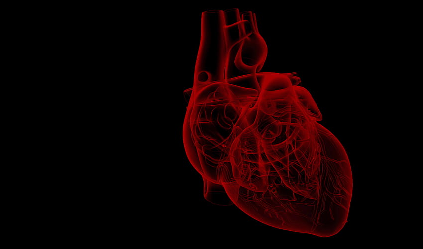 corazón humano, rojo, organismo, órgano, corazón, anatomía humana, corazón anatómico fondo de pantalla