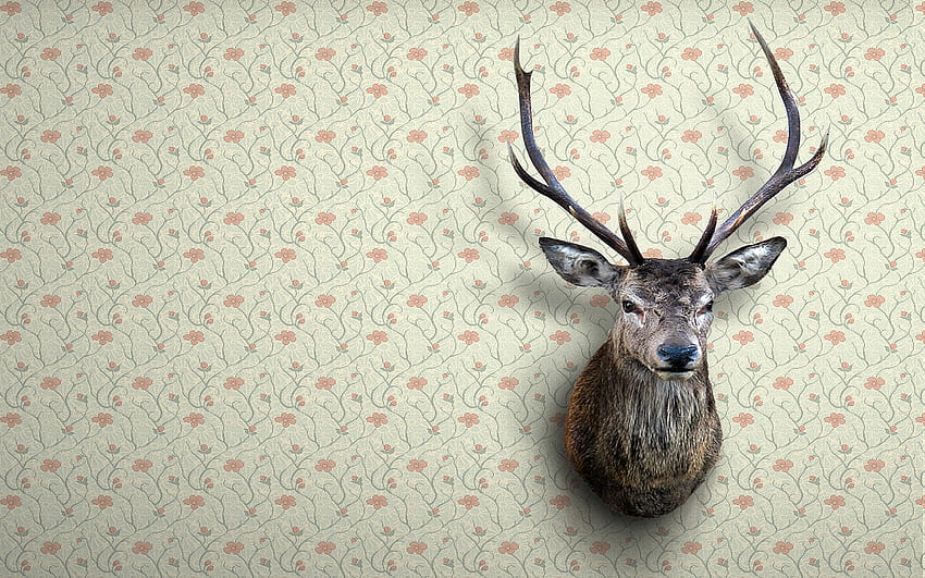 Deer Head 1680x1050 Deer Head [1680x1050] for your , Mobile & Tablet HD wallpaper