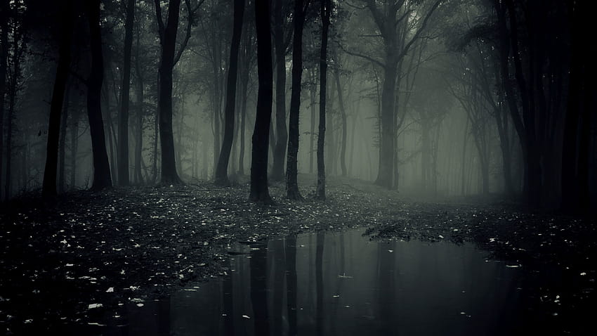 6 Spooky Forest, misterioso bosque de niebla ligera fondo de pantalla
