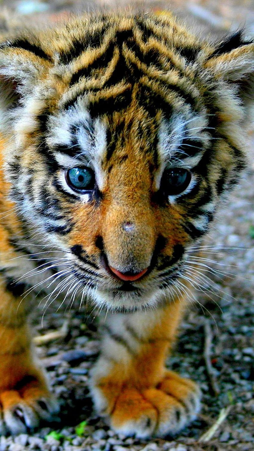 Tigre iPhone, retrato de tigre fondo de pantalla del teléfono