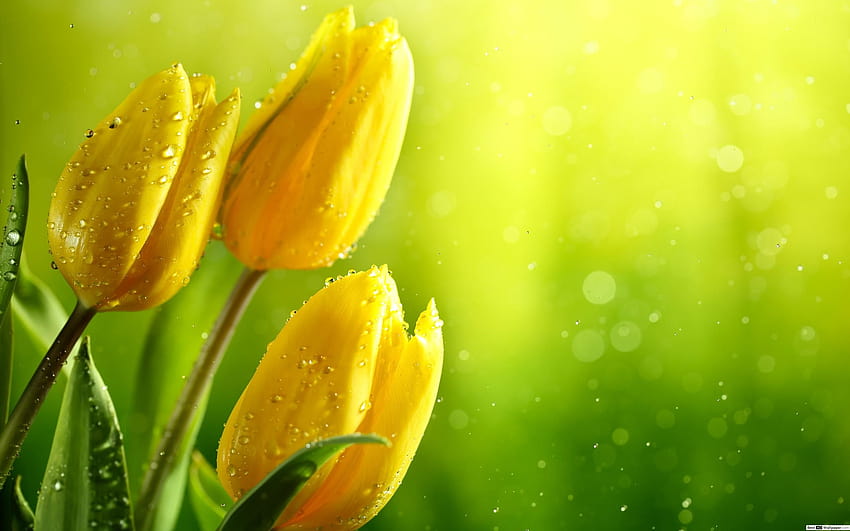 Yellow Tulips Hd Wallpaper 