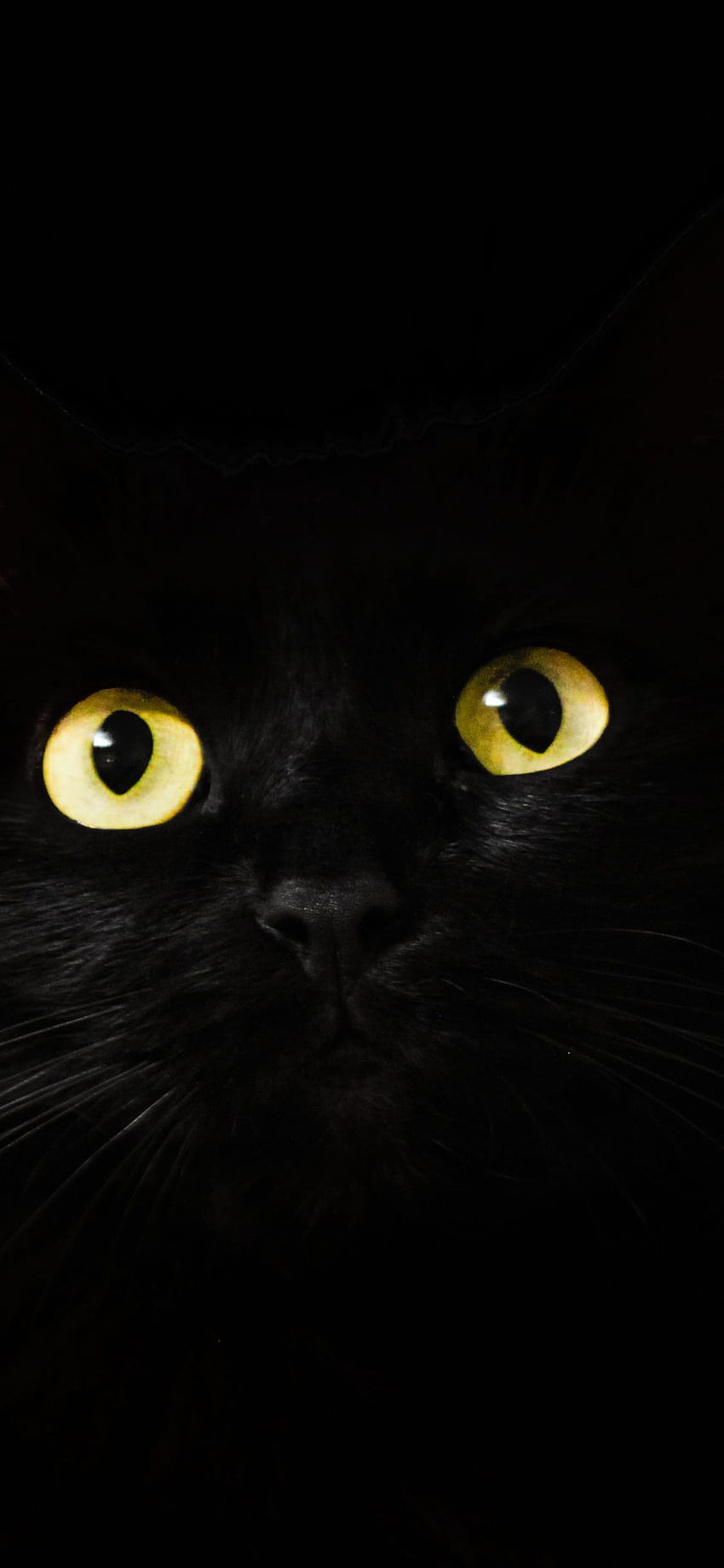 1125x2436 black cat, muzzle, animal, yellow eyes, iphone x 1125x2436 , background, 922 HD phone wallpaper