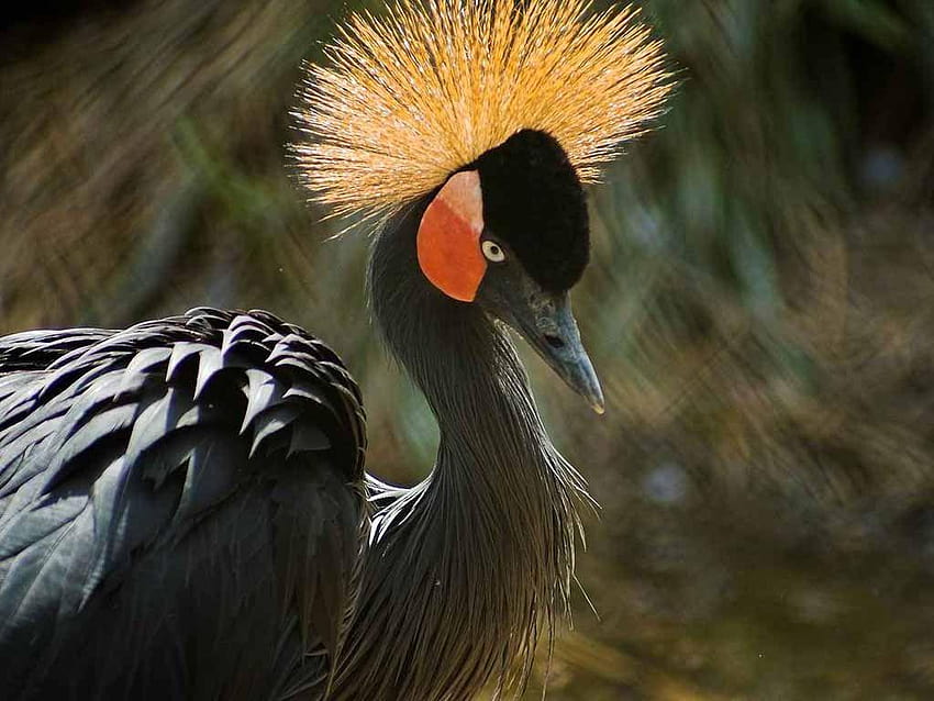 47 African Crowned Crane Birds , Creative African HD wallpaper