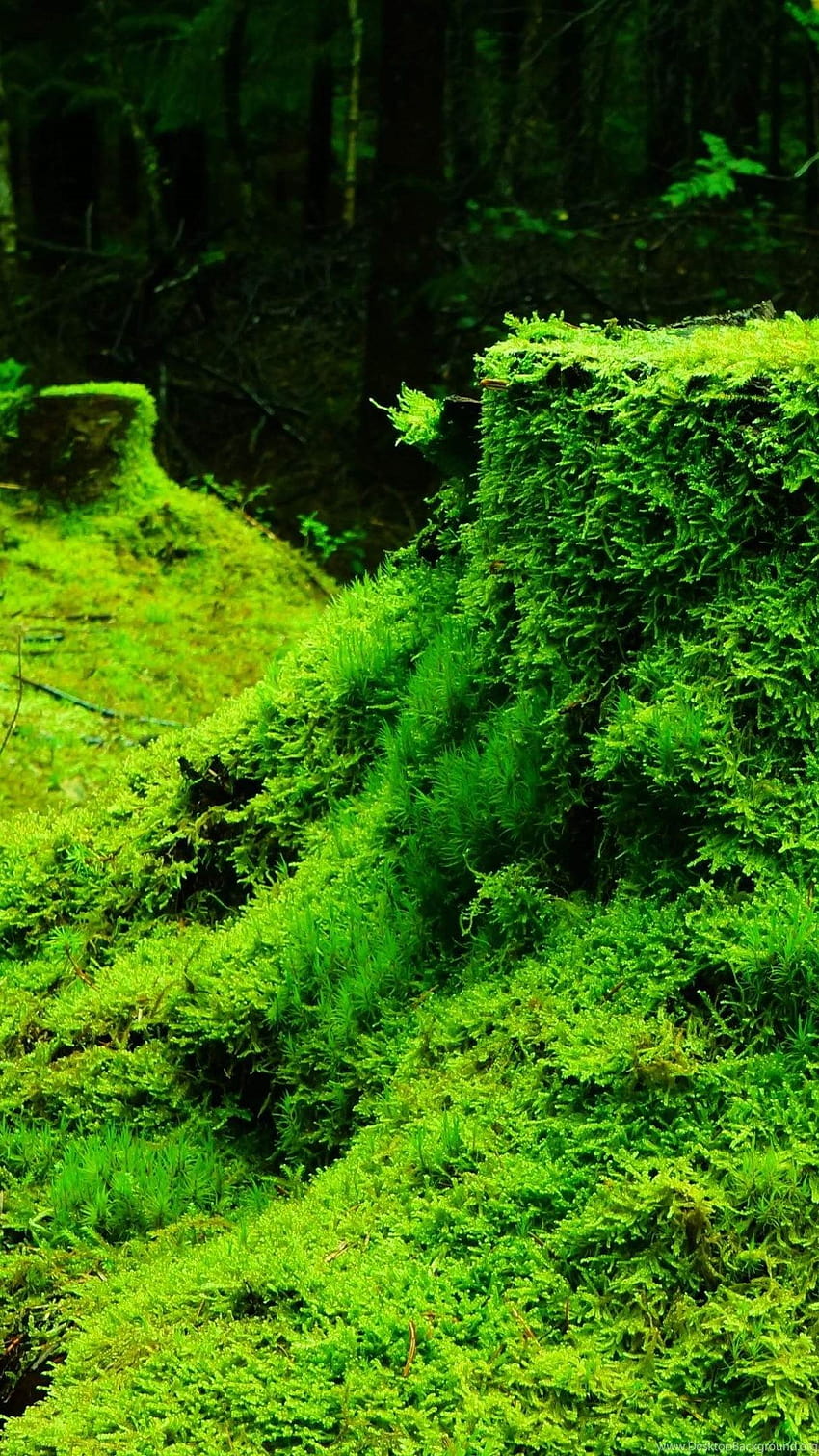 Forest Green Nature Grass Moss Dark U High Resolution ... Backgrounds, green nature mobile HD phone wallpaper