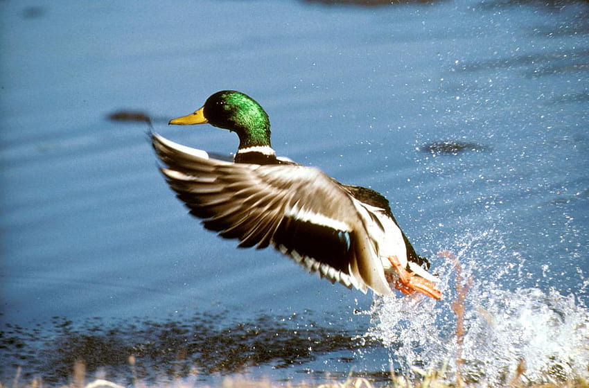 DNR announces lower bag limit for mallard ducks, mallard and wood duck HD wallpaper