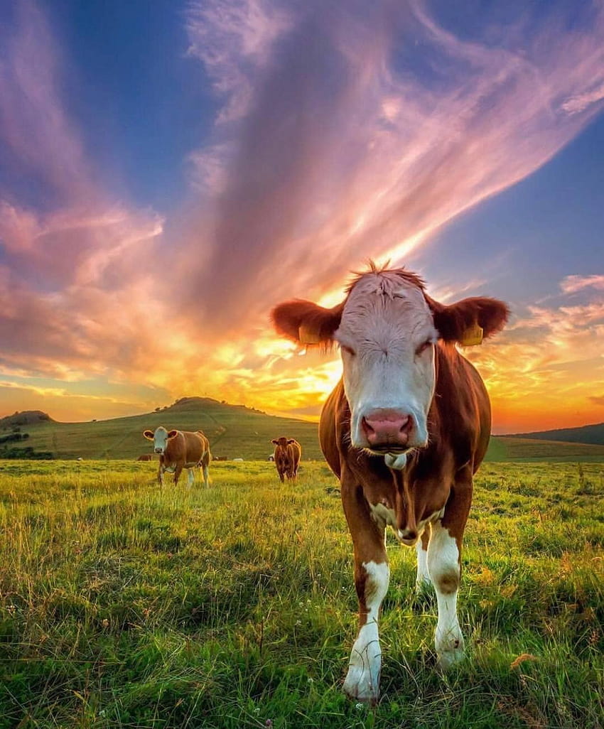 Cow for Android, jersey cattle HD phone wallpaper