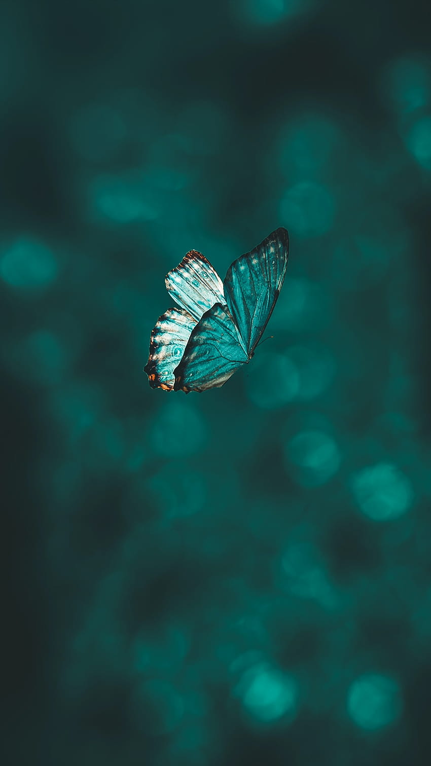 Blue Butterfly, morpho butterflies HD phone wallpaper