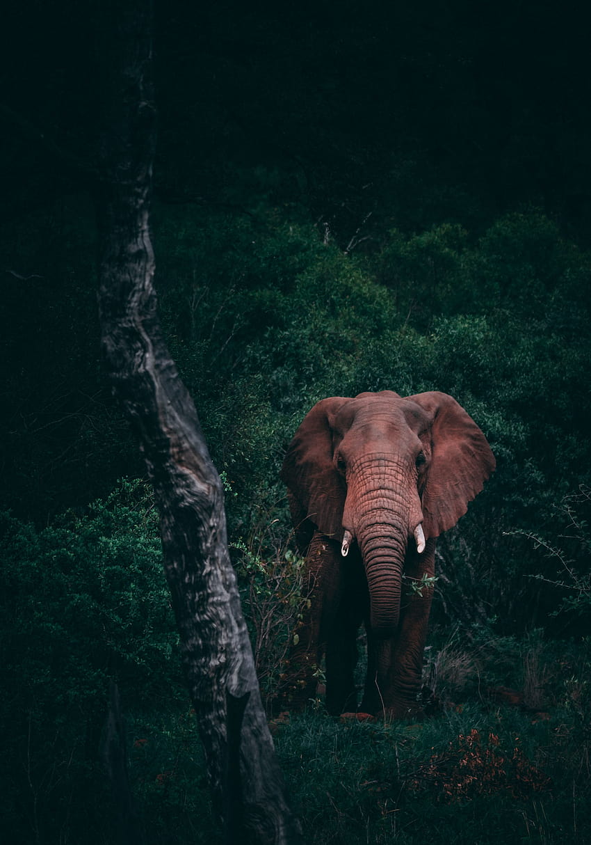 10 Animais selvagens, andróide elefante africano Papel de parede de celular HD
