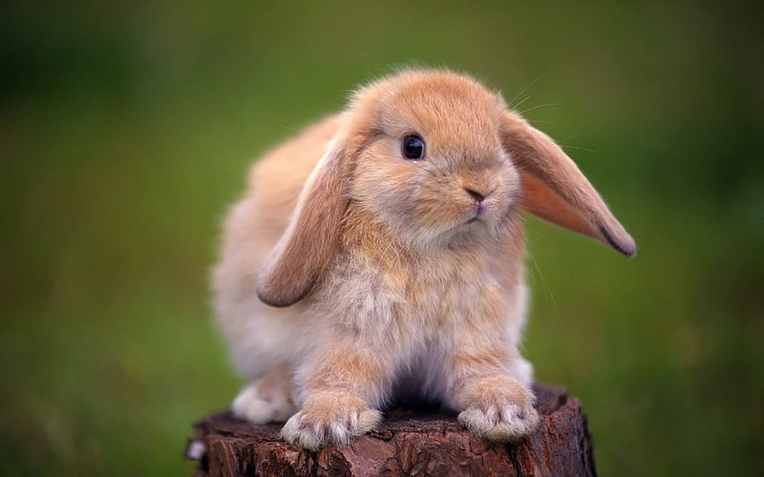 Cute baby bunnies, Cute baby animals, Rabbit, mini lop rabbit HD wallpaper