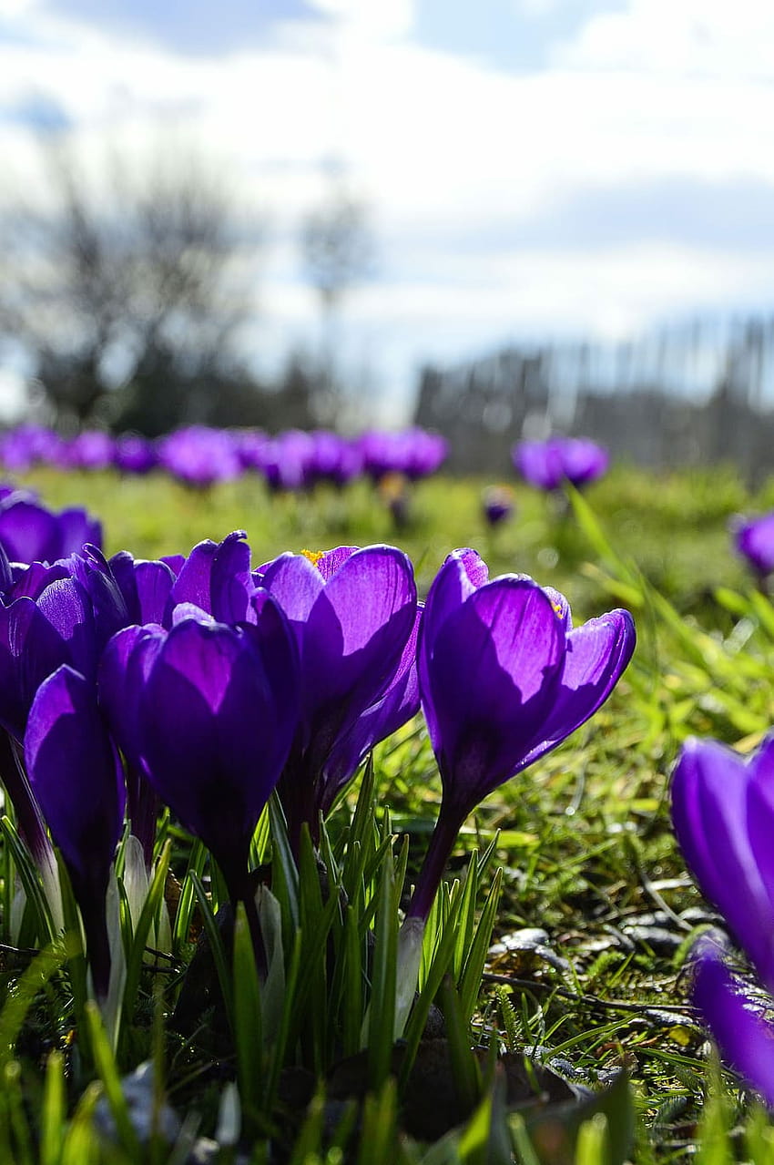 : nature, flower, plant, garden, season, spring, blue crocus flowers HD phone wallpaper