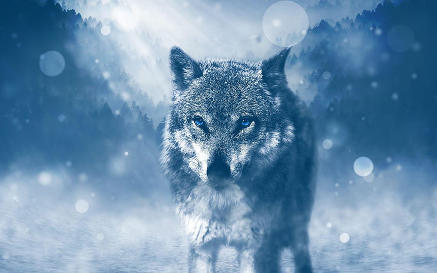 wild wolf HD wallpaper