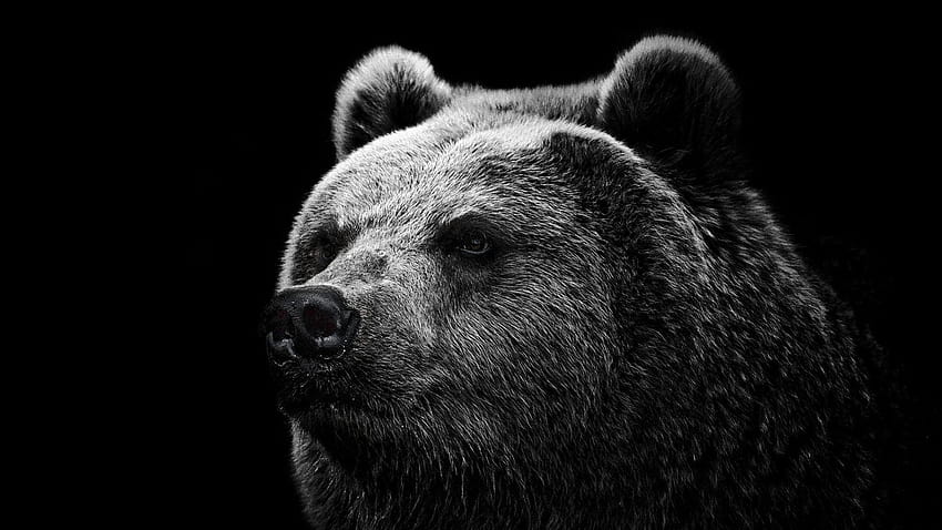 47 High Quality Bear, black bears HD wallpaper