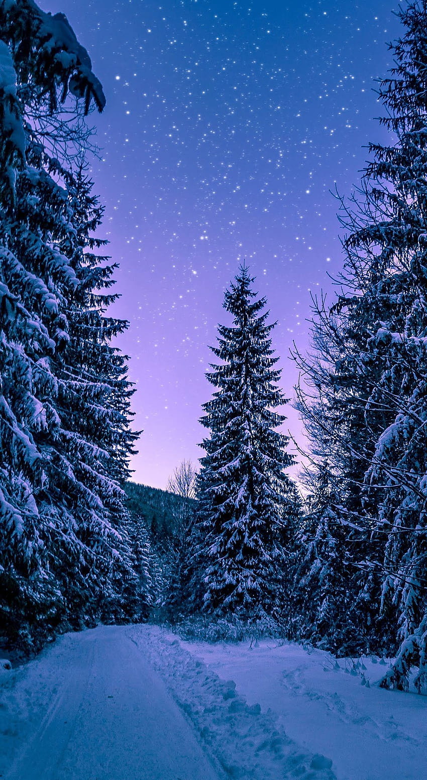 Ramas frías coníferas,móvil,invierno,frío,Forrest,árboles, invierno para móvil fondo de pantalla del teléfono