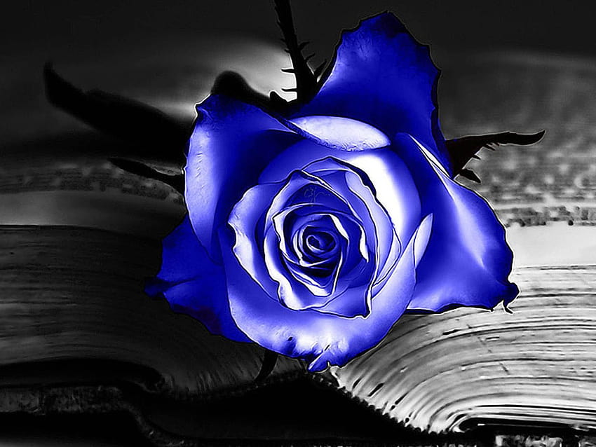 5 Blue Roses, blue and red rose HD wallpaper