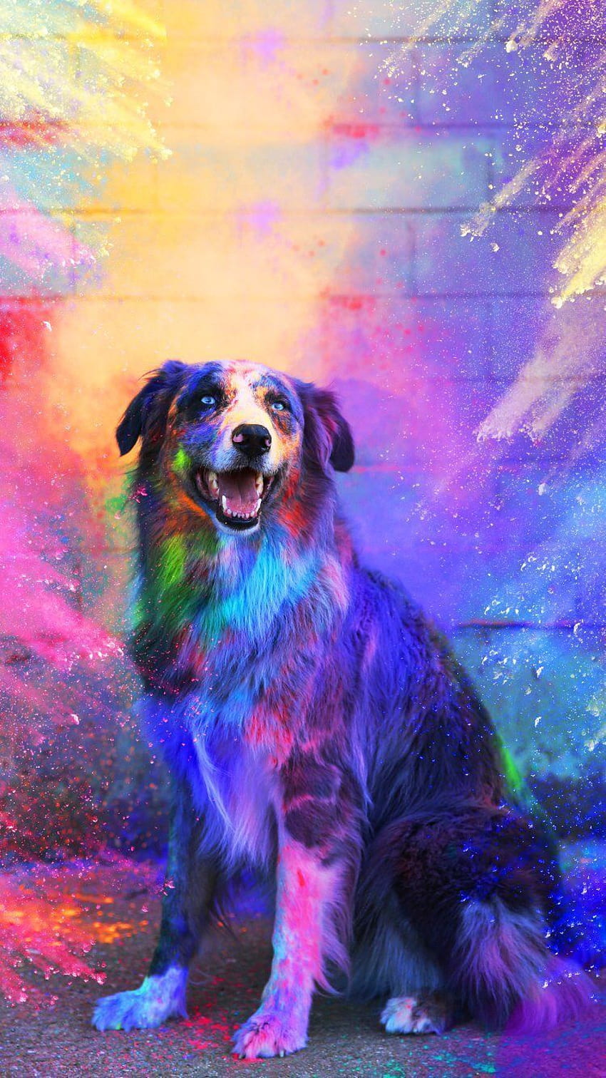 Colorful Dog on Dog, colorful dog painting HD phone wallpaper