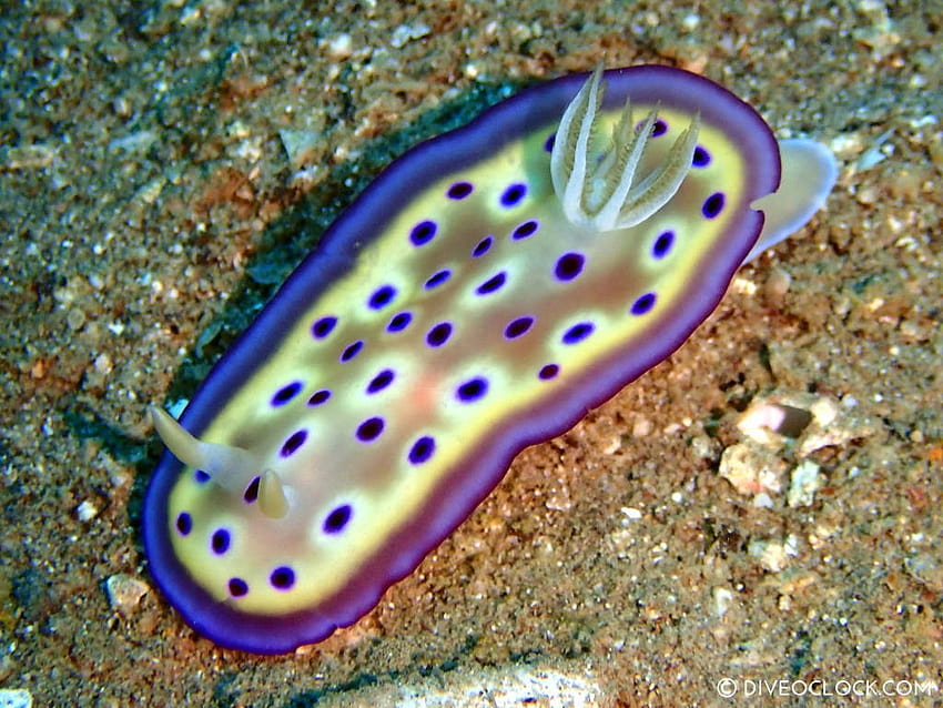 Nudibranchs Buy