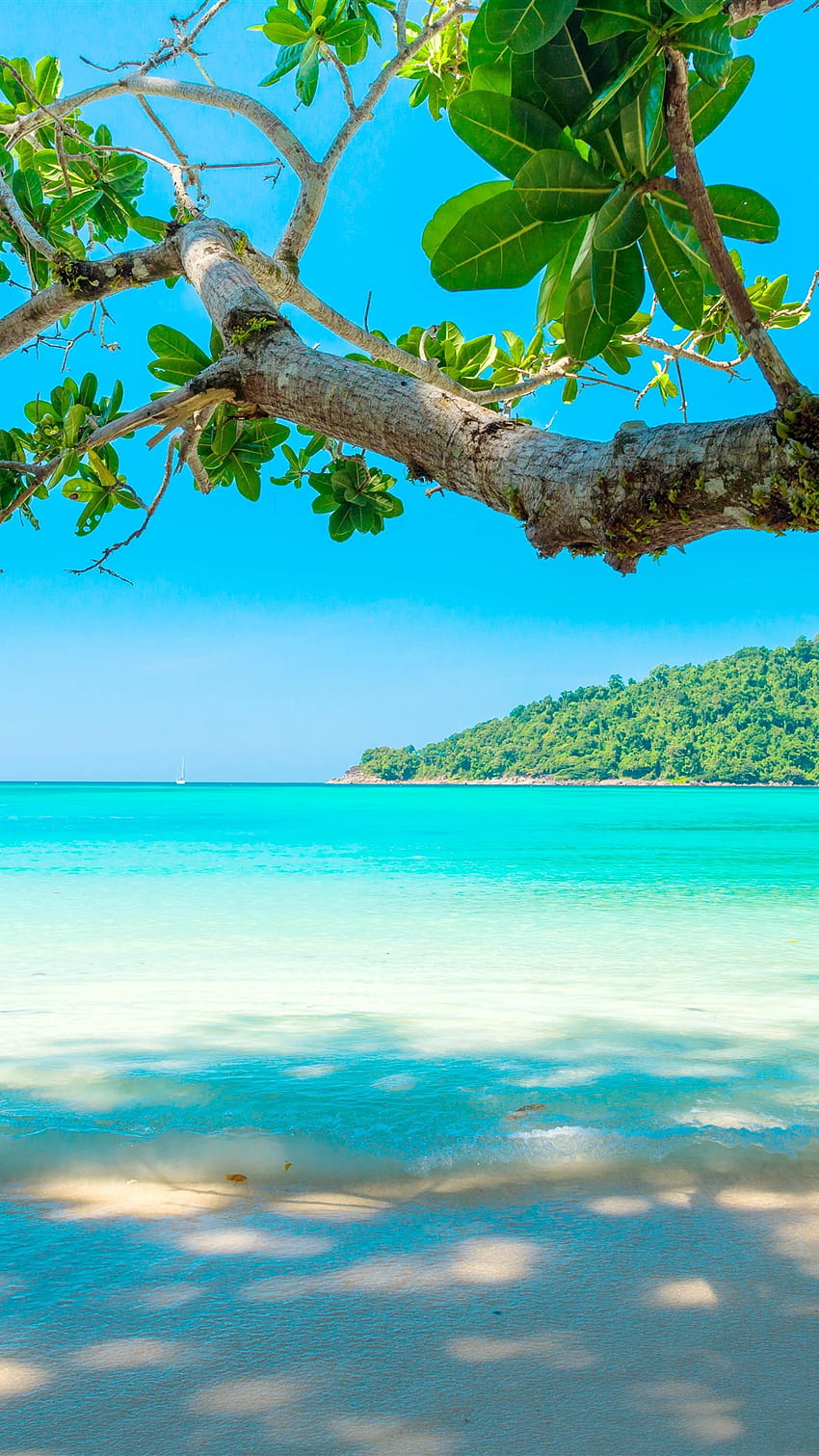 Wunderschönes Meer, Strand, Baum, tropisch 5120x2880 U, Meeresstrand HD-Handy-Hintergrundbild