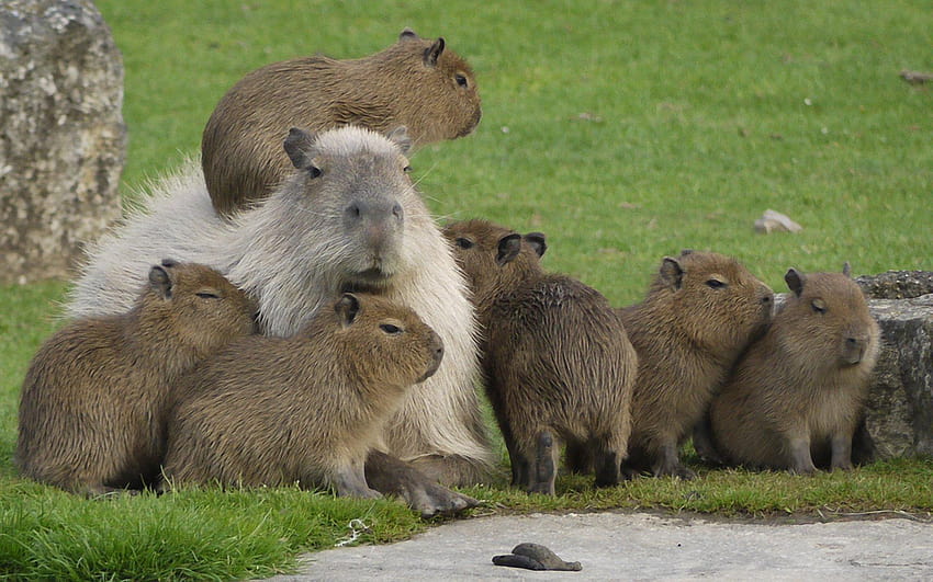 Cute Capybara HD wallpaper