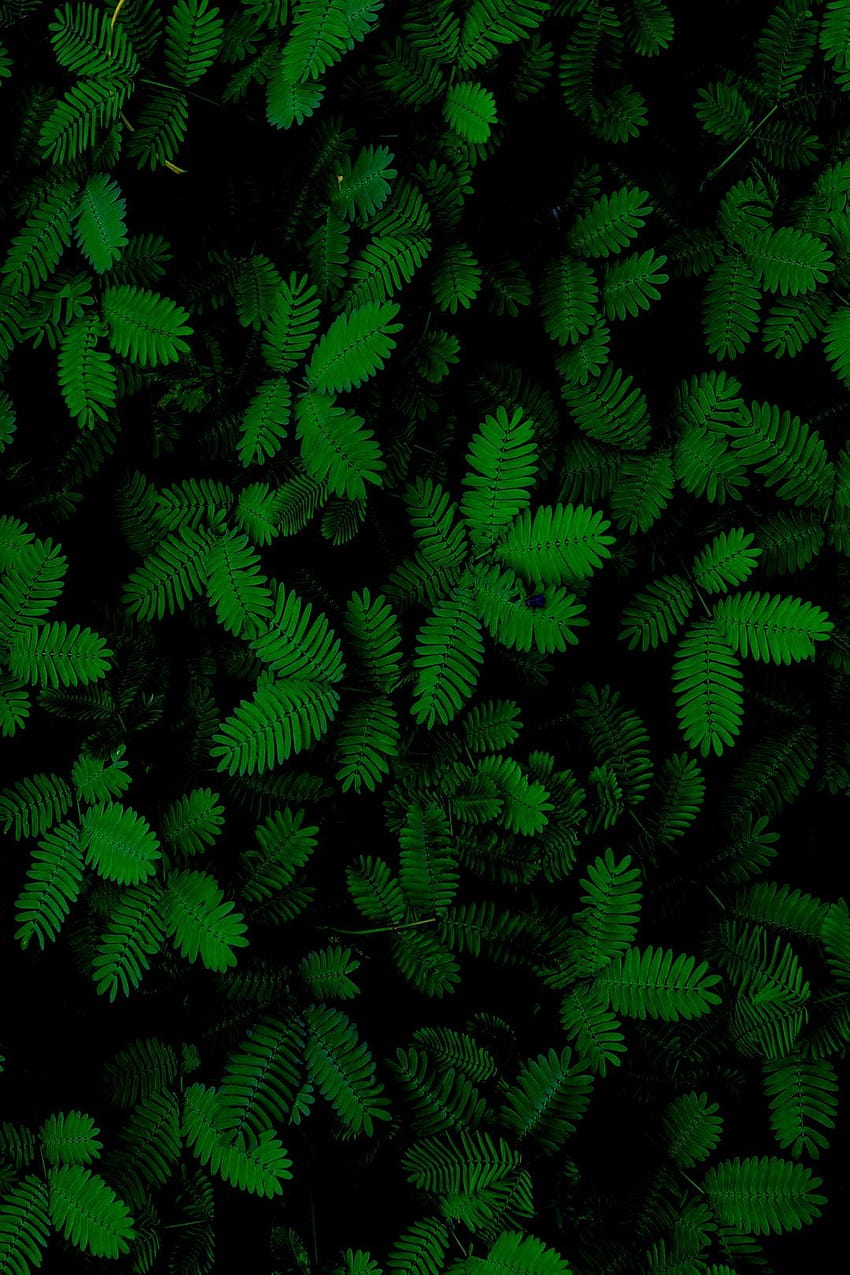 Mimosa by malmanxd, amoled plant HD phone wallpaper