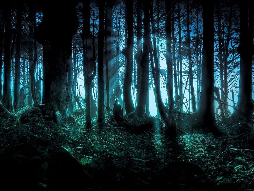 107 Creepy forest HD wallpaper