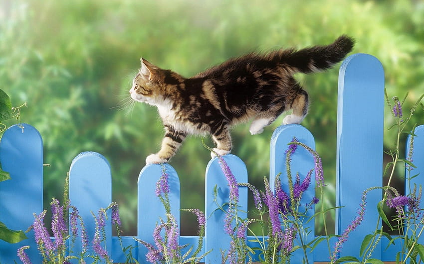Kitten Walking On A Fence, cat summer HD wallpaper