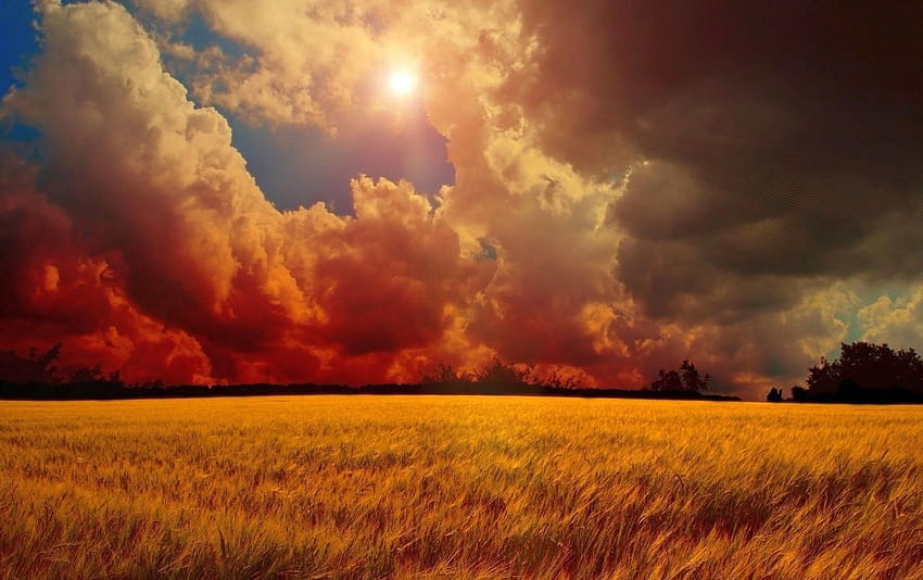 Nuages ​​rouges soleil et champ de blé, champs de blé du soleil Fond d'écran HD