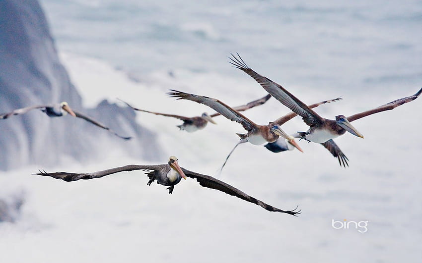 Najlepsza migracja 4 ptaków na biodrze, ptaki wędrowne Tapeta HD