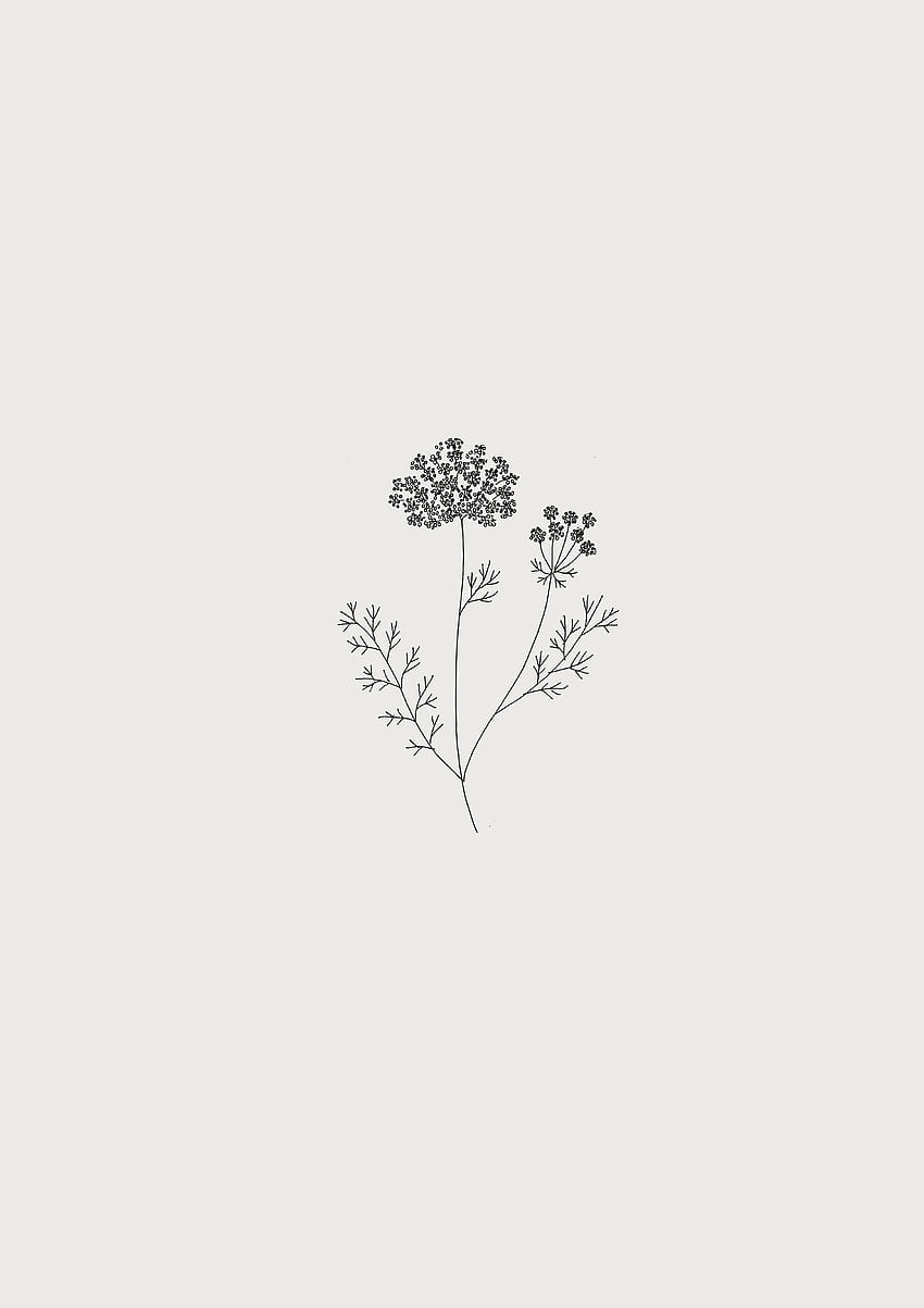 Botanical illustration, aesthetic flower illustration HD phone wallpaper