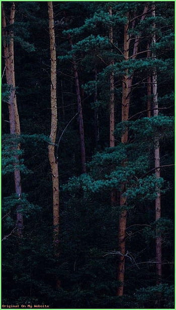 Best Forest iPhone HD Wallpapers  iLikeWallpaper