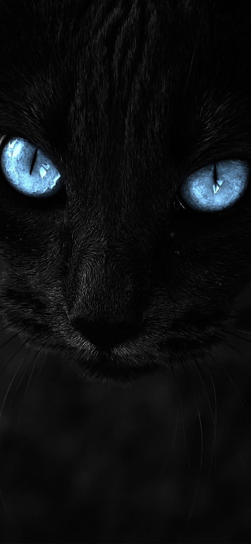 Black Pussy Cat Blue Eyes Iphone X, котка iphone HD тапет за телефон