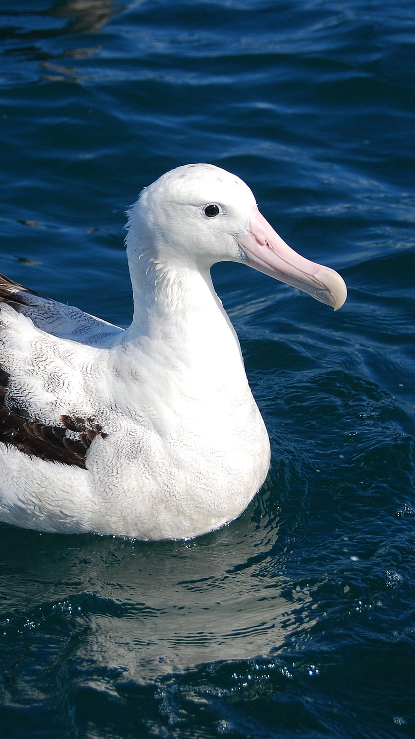 1350x2400 albatross, bird, feathers, sit iphone HD phone wallpaper | Pxfuel