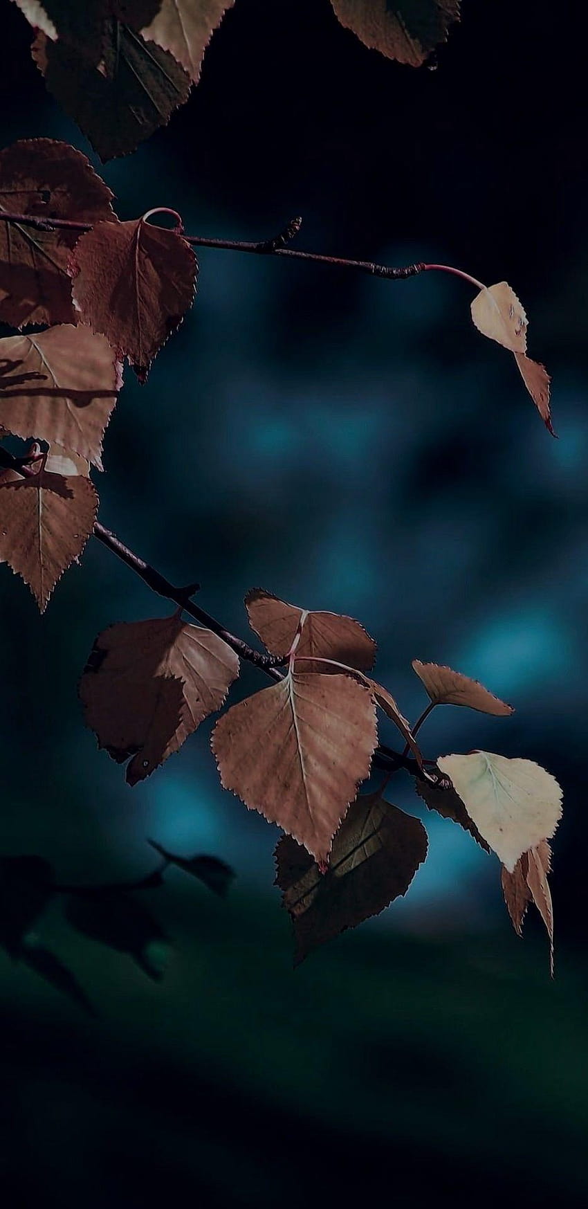 iOS 11, iPhone X, oscuro, azul, hojas, otoño, manzana, android hojas marrones fondo de pantalla del teléfono