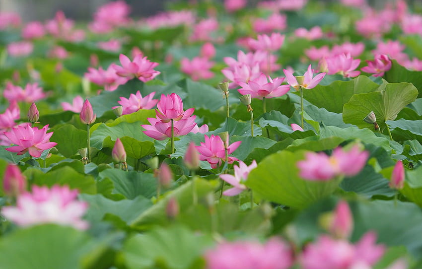 feuilles, Japon, bourgeons, Lotus, beaucoup, section цветы, champ de lotus Fond d'écran HD