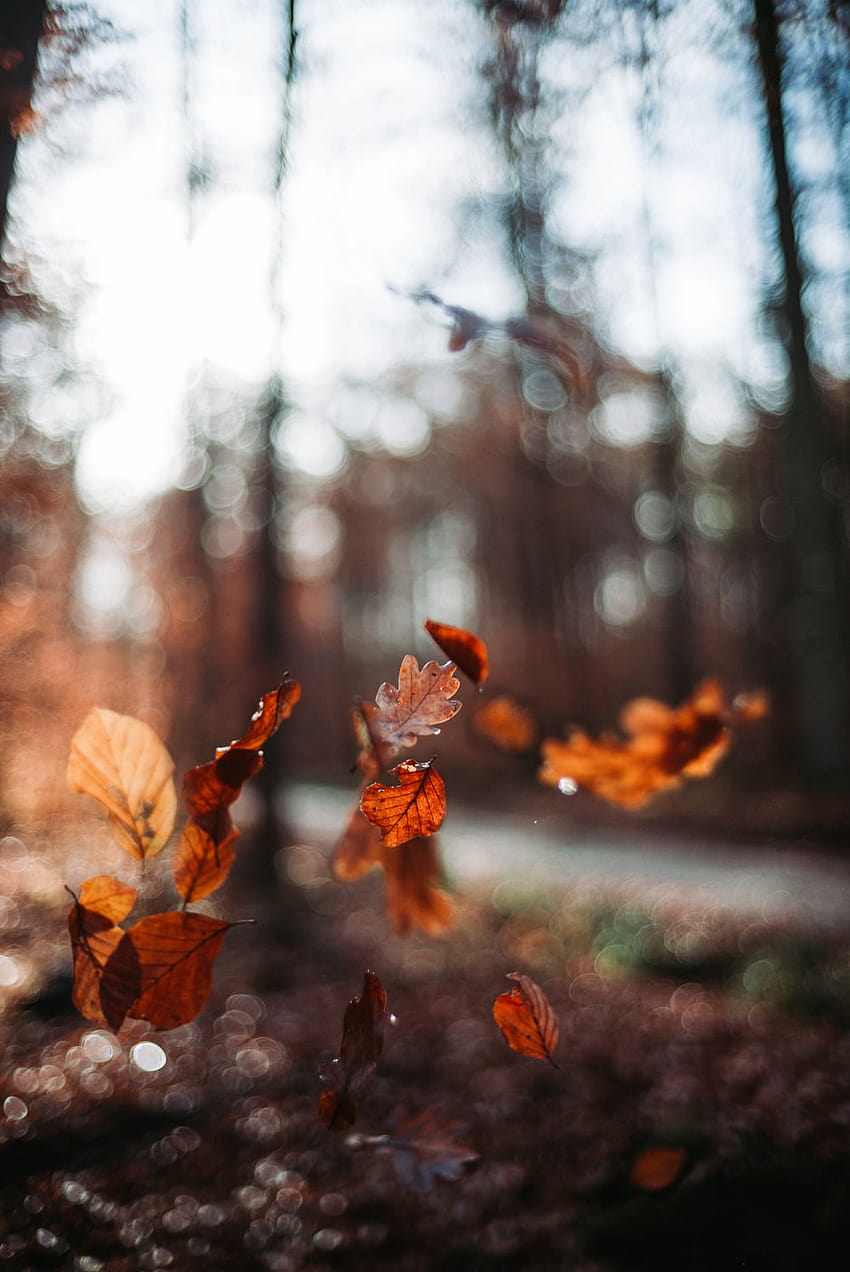 Falling Leaves, autumn leaves grey HD phone wallpaper