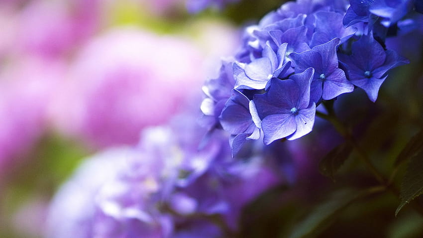 Beautiful flowers, blue, spring, macro, Nature, spring horizontal HD wallpaper