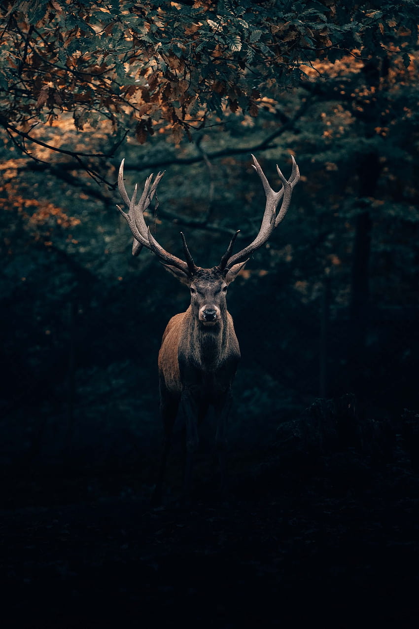 Fallow deer in the woods HD phone wallpaper