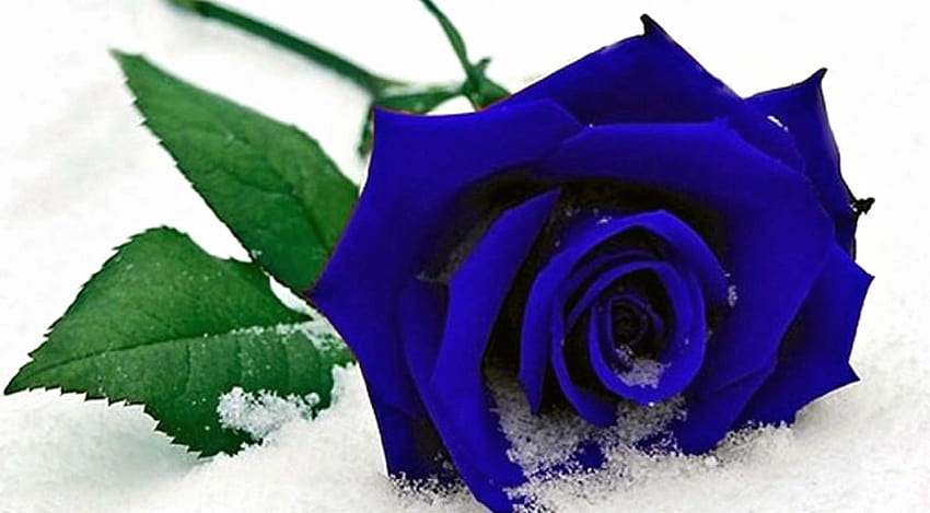 กุหลาบสีน้ำเงินบนหิมะ ดอกกุหลาบสีน้ำเงิน วอลล์เปเปอร์ HD