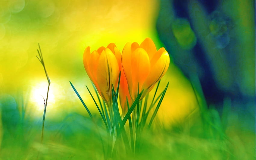 Earth Flower Highres Yellow Green Tulip Colorful Nature Sunrise, colorful crocuses HD wallpaper