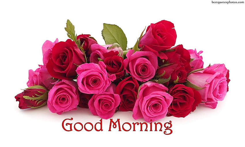 ดอกไม้กับอรุณสวัสดิ์ สวัสดีตอนเช้ากับดอกกุหลาบอรุณสวัสดิ์ วอลล์เปเปอร์ HD
