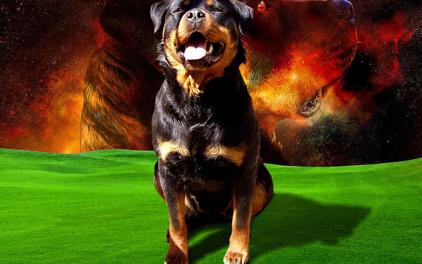 Weltraumhund Rottweiler 1280x800 HD-Hintergrundbild