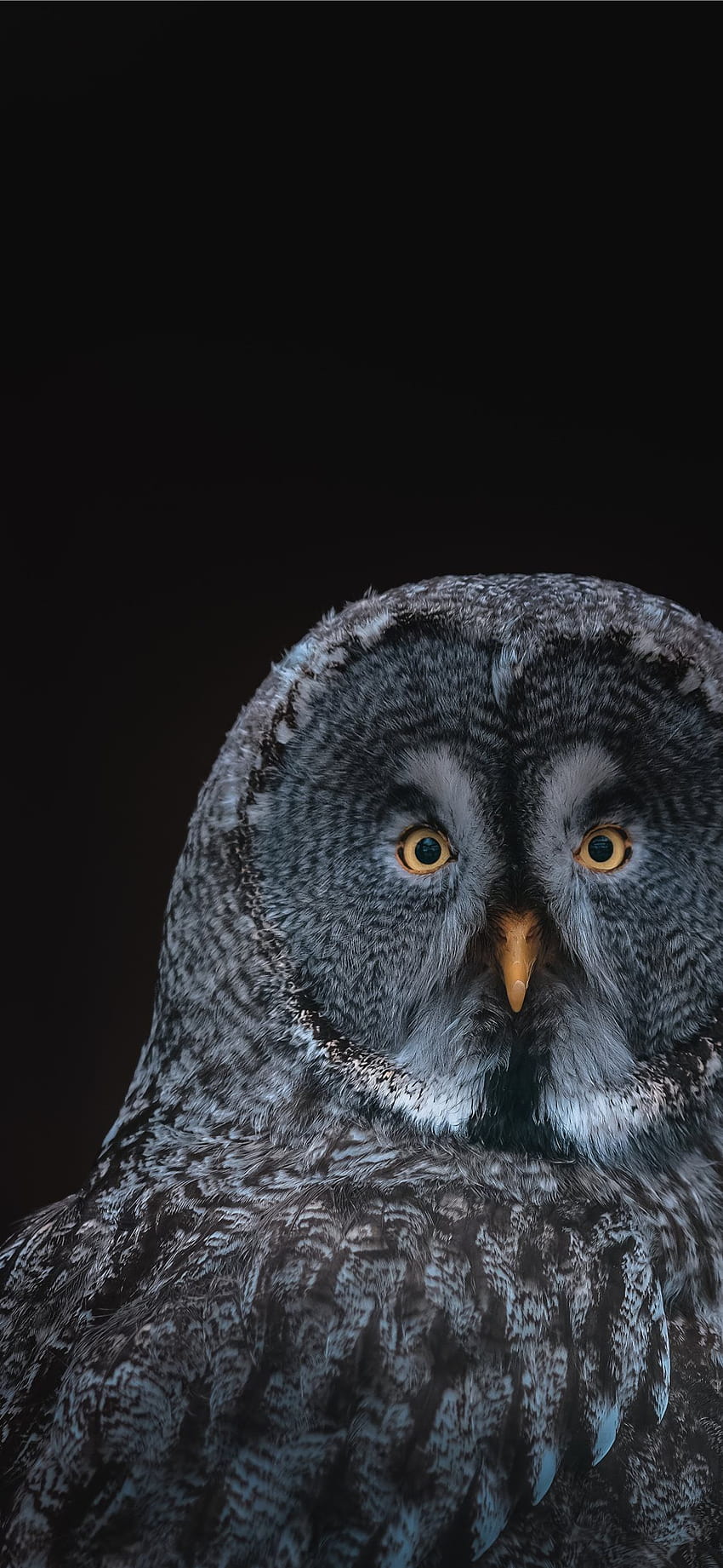 gray owl on black backgrounds iPhone 11, black iphone 11 HD phone wallpaper
