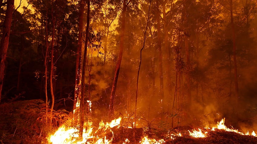 オーストラリアの山火事の犠牲者を助ける方法は次のとおりです。 高画質の壁紙