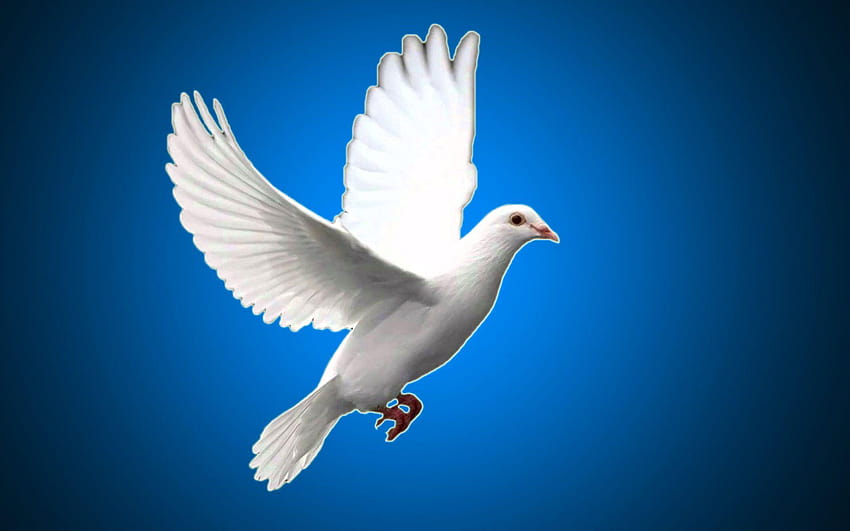 Biały gołąb ptak, gołębie Tapeta HD
