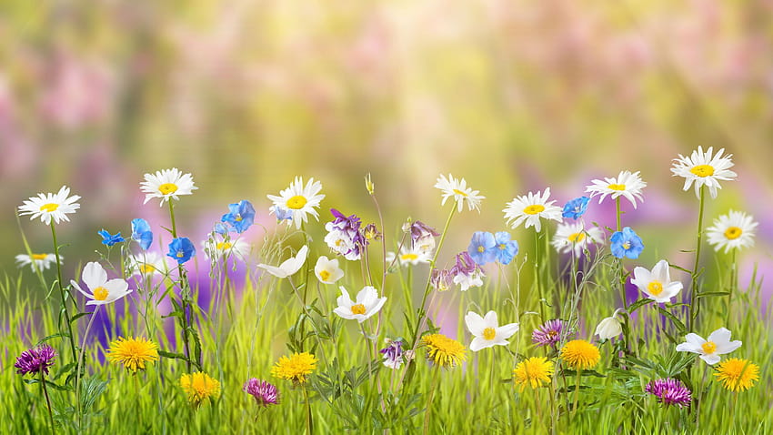 花、野原、春、自然、水平ばね 高画質の壁紙