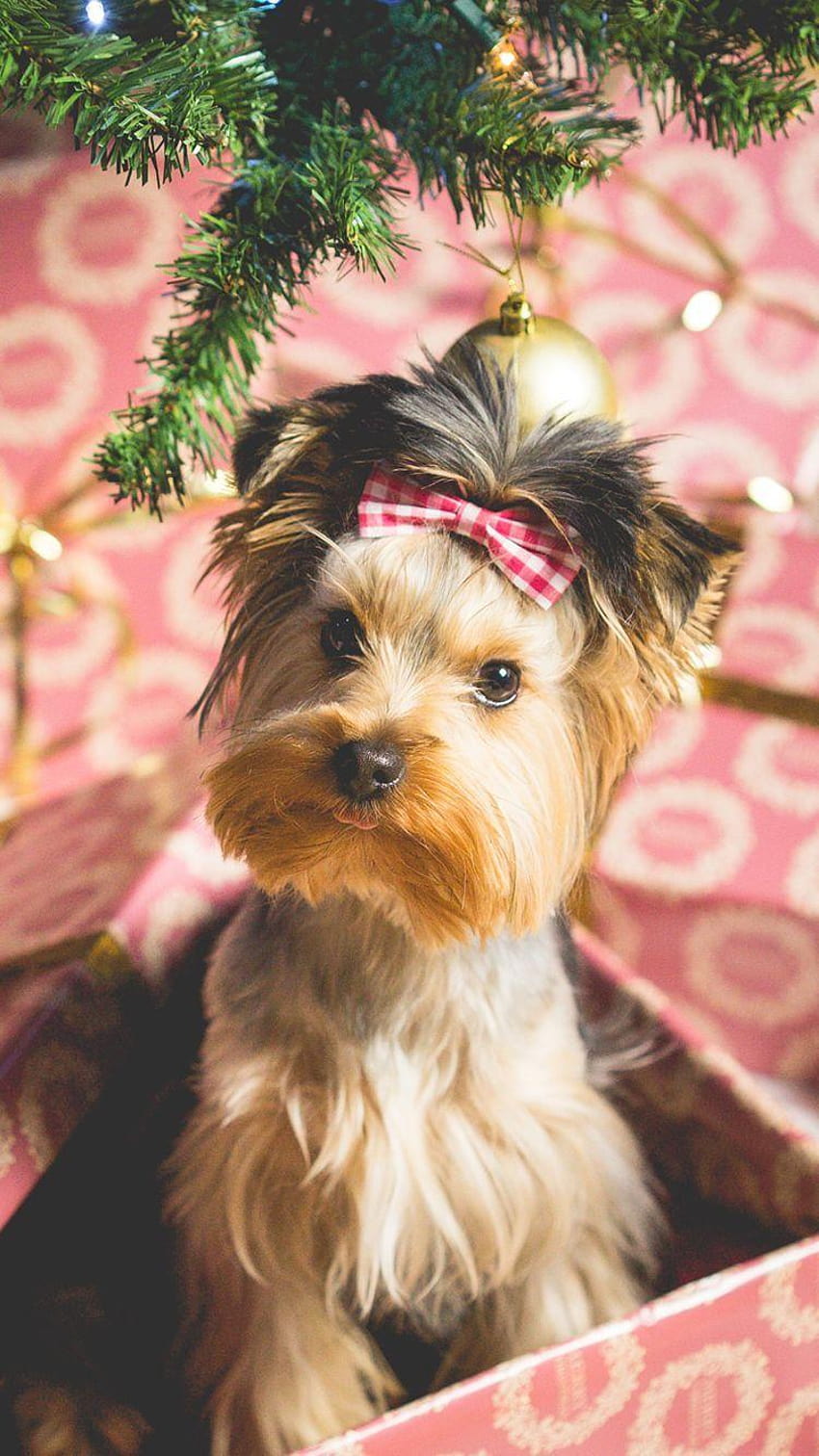 Cute Puppy Christmas Present iPhone 6, dog christmas HD phone wallpaper