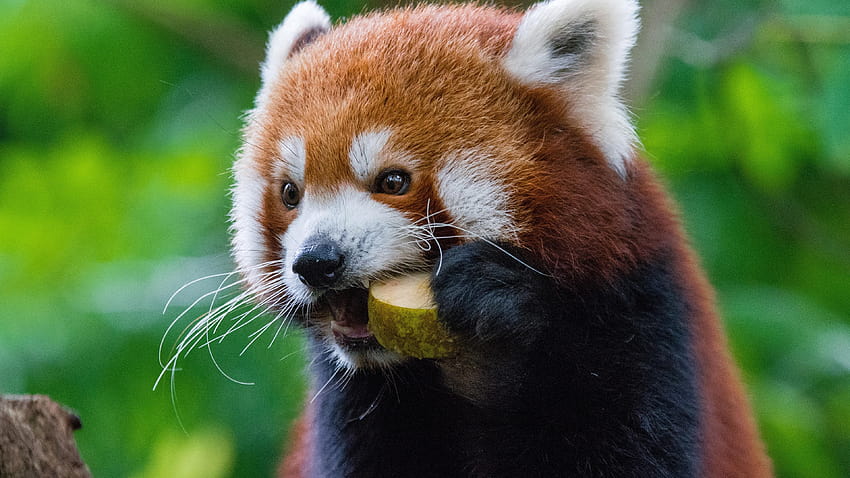 Red panda eat fruit 3840x2160 U , panda eating HD wallpaper
