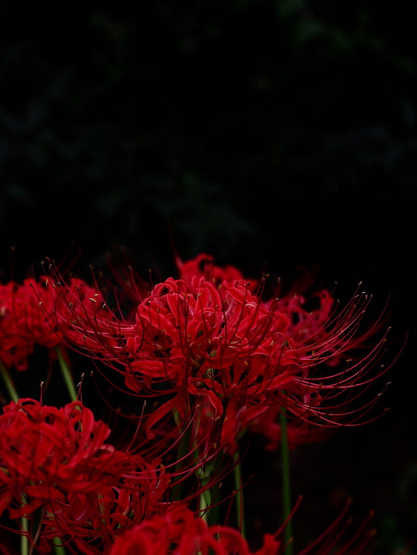 Lycoris radiata: Bạn đã từng nhìn thấy bông hoa Lycoris Radiata đỏ rực chưa? Hoa đẹp không kém gì những loài hoa khác, Lycoris Radiata có hình dáng độc đáo và màu sắc cuốn hút. Hãy xem hình ảnh để thấy rõ sự đặc biệt của loài hoa này.