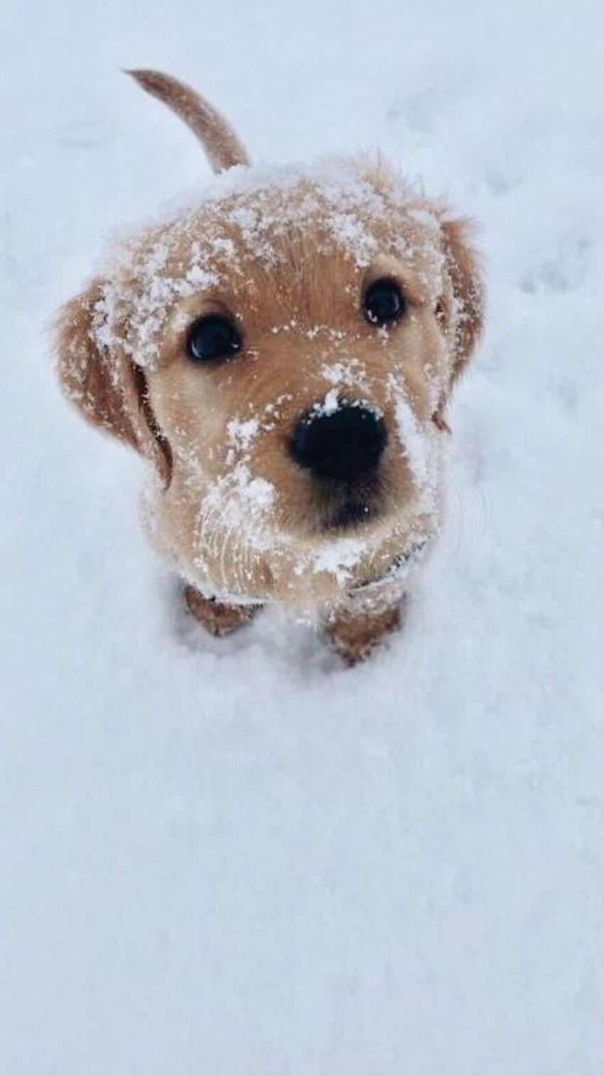 ▷冬の100のアイデアと画面の背景、かわいい子犬の冬 HD電話の壁紙