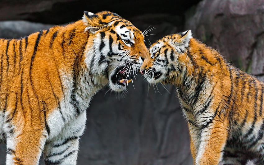 Dwa tygrysy / i mobilne tła, rodzina tygrysów Tapeta HD