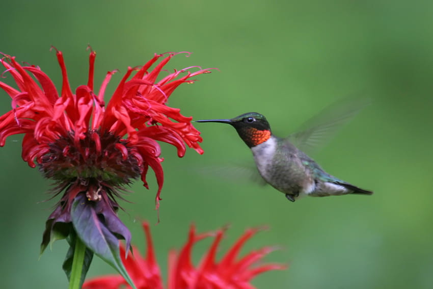 นกฮัมมิ่งเบิร์ดคอทับทิมและดอกไม้พื้นหลังบาล์มผึ้งดอกไม้ วอลล์เปเปอร์ HD